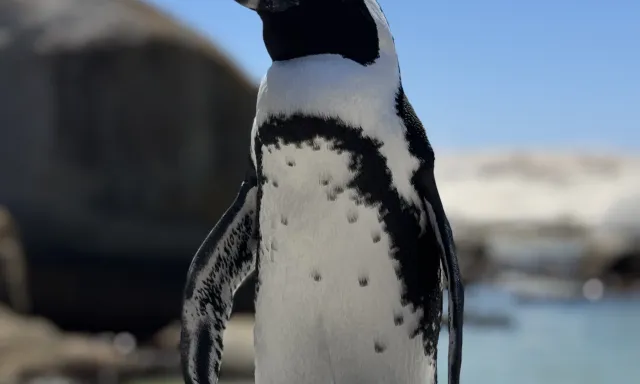 Boulders Beach & Penguins