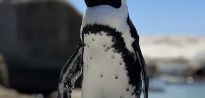 Penguins at Boulders Beach