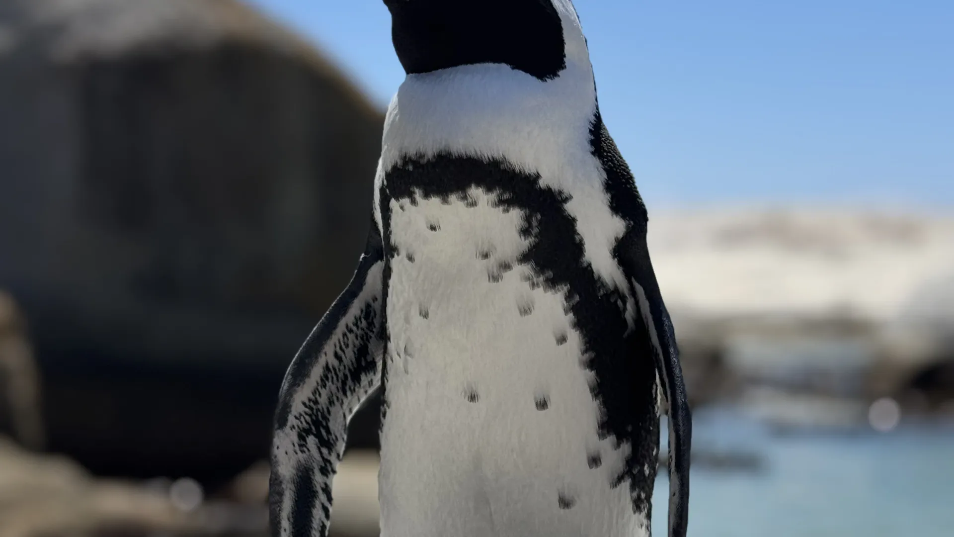 Boulders Beach & Penguins