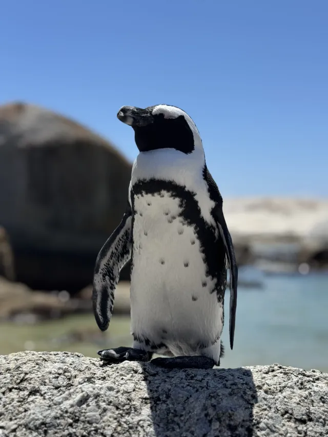Boulders Beach & Penguins