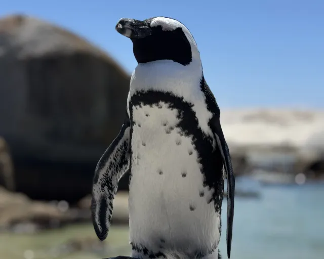 Boulders Beach & Penguins