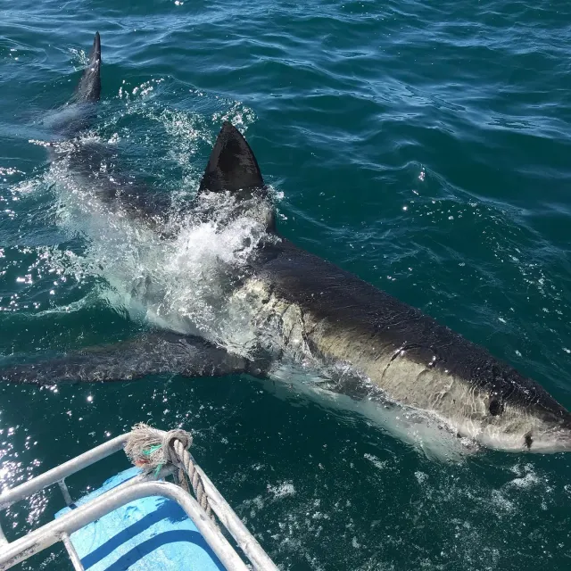 Shark Cage Diving