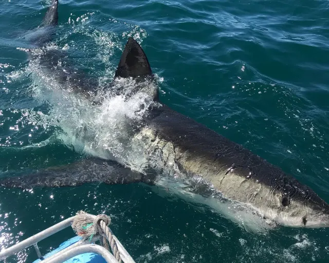 Shark Cage Diving