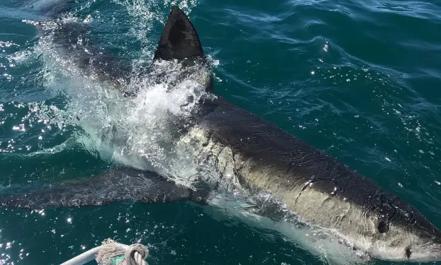 Shark Cage Diving