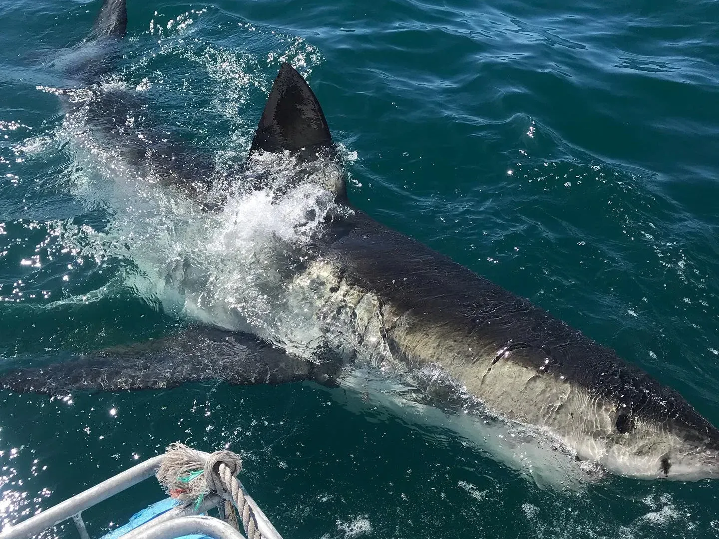 Shark Cage Diving