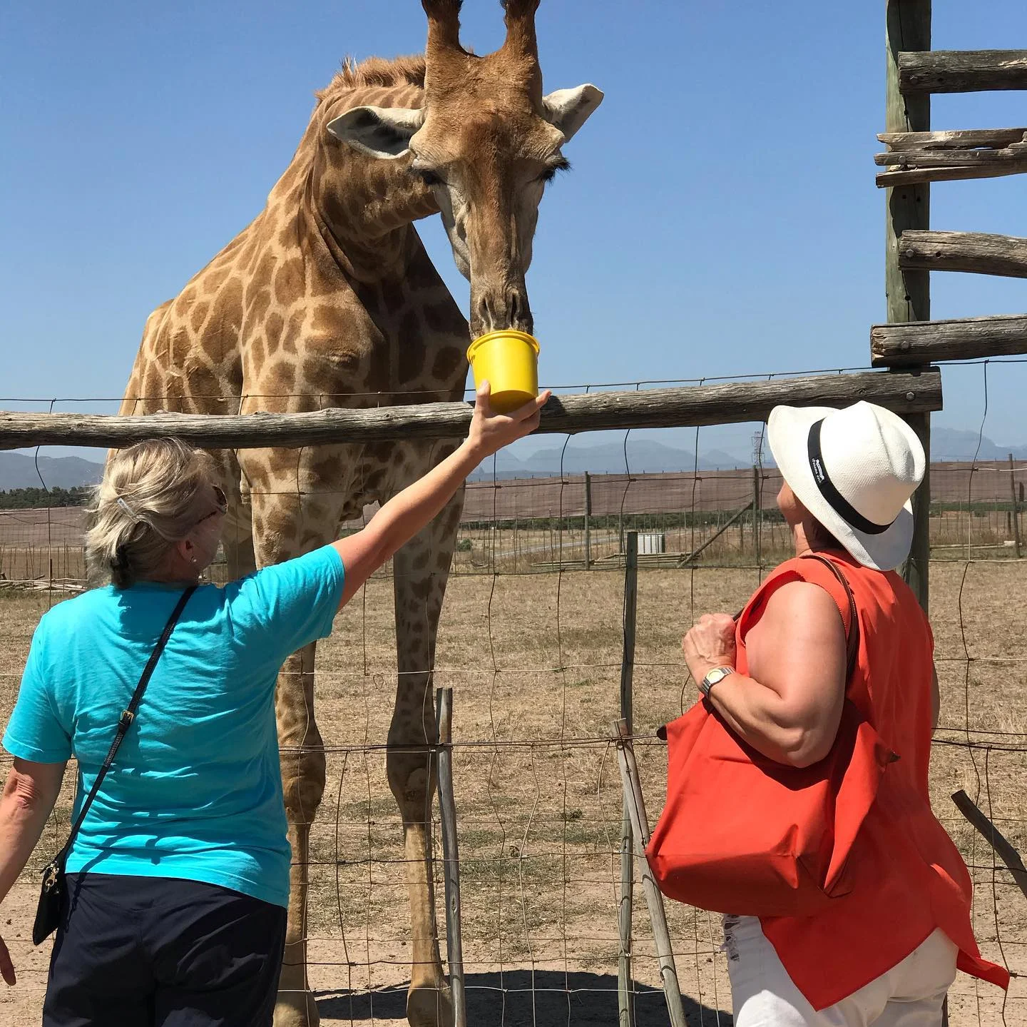 Safari & Great White Shark Diving