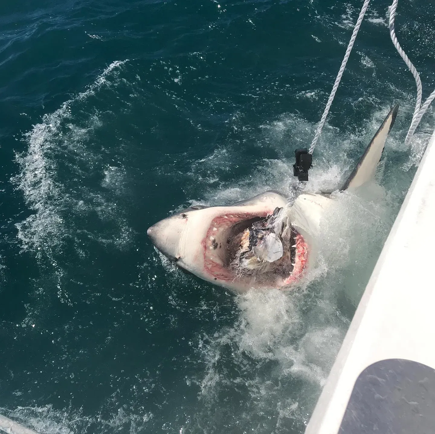 Why Winter is Great for Shark Diving