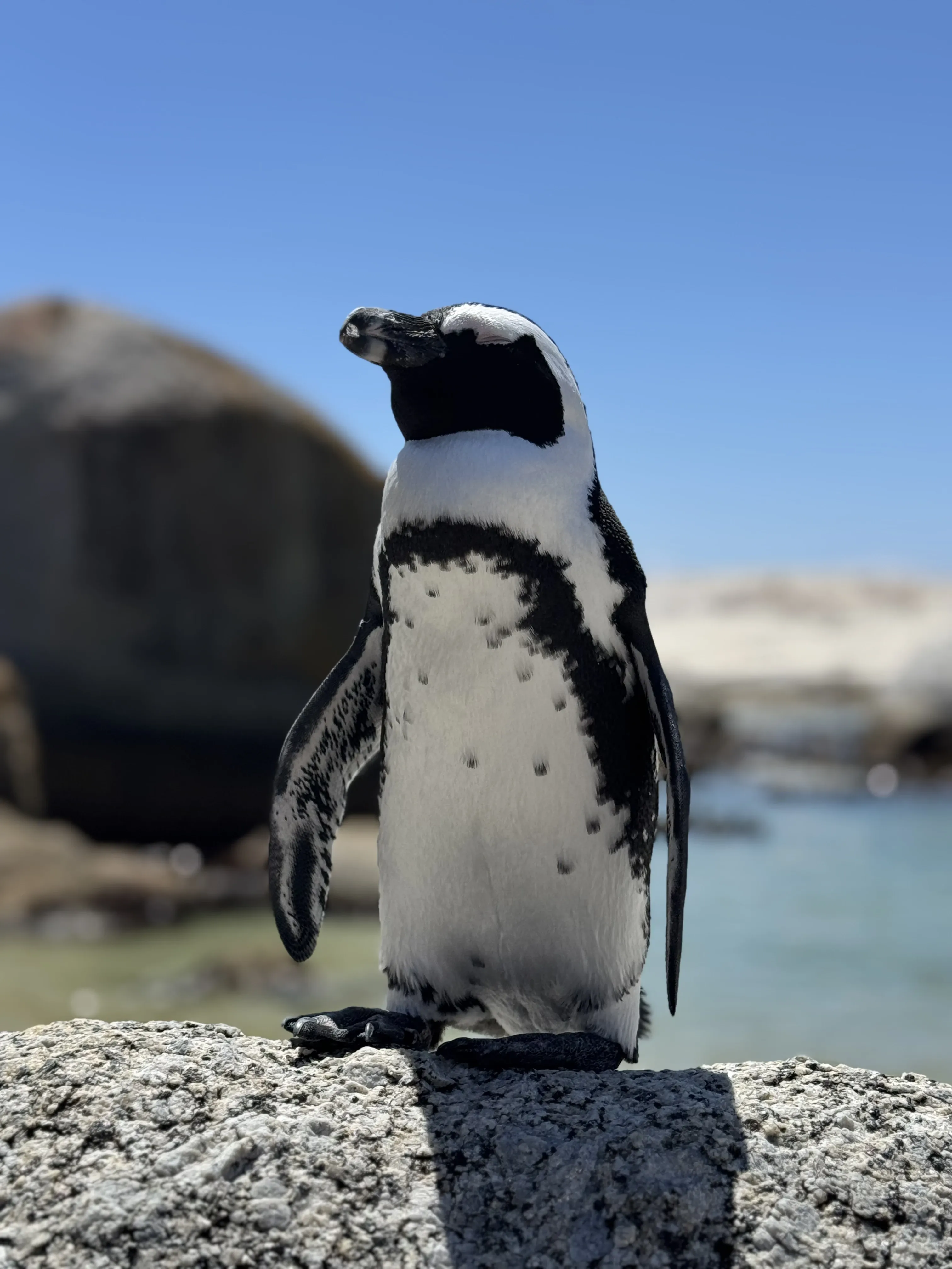 Penguins of Boulders Beach: What You Need to Know